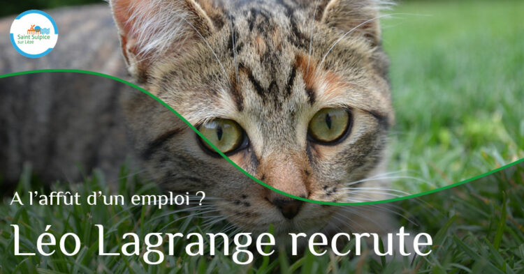 MSL-PASS-Léo-lagrange-recrute-2022-11-30