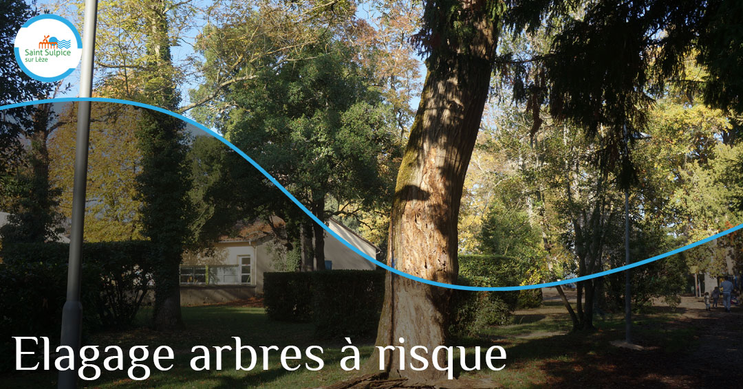 MSL-PASS-Arbres-à-risque-2023-02-28 MSL-PASS-Arbres-à-risque-2023-02-28