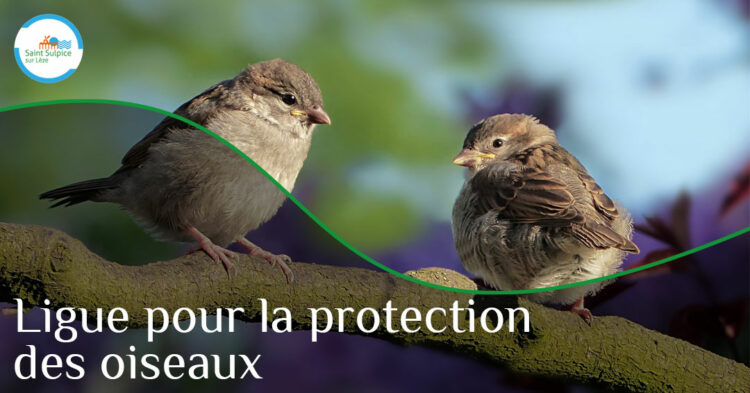 MSL-PASS-LPO-2023-02-07