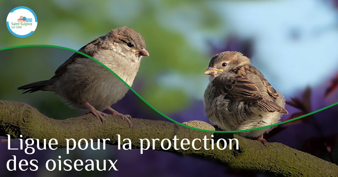 MSL-PASS-LPO-2023-02-07 MSL-PASS-LPO-2023-02-07