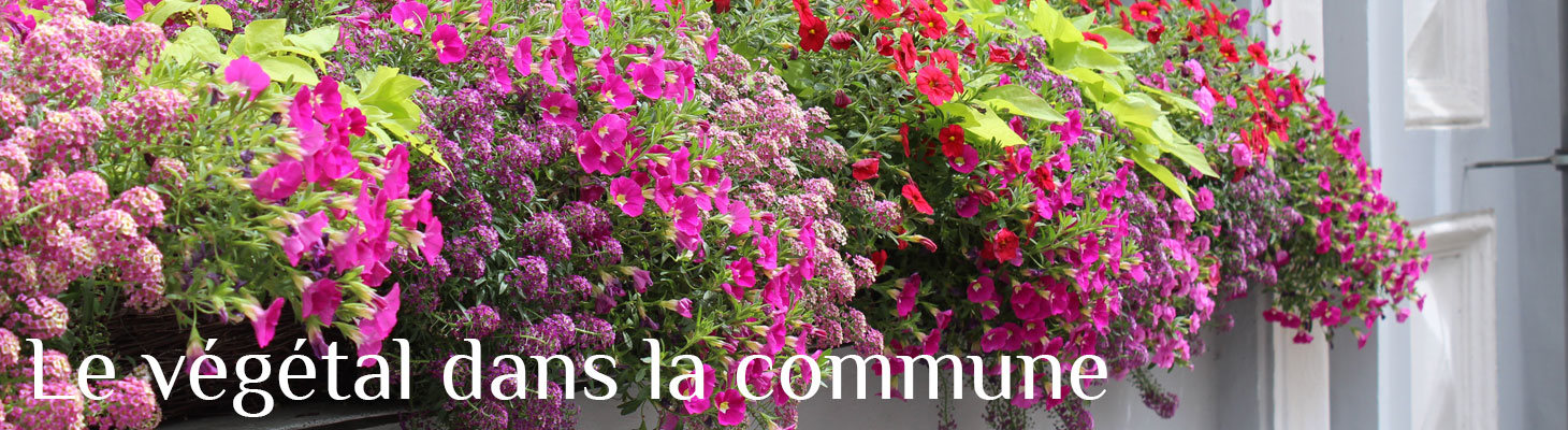 MSL-Page-Végétal-dans-la-communer-Mairie-de-St-Sulpice-001