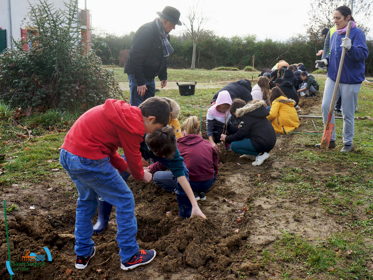 MSL---Photos-template-plantation-arbre-elem-010