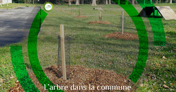 MSL-PASS-2023-03-14-Arbres-dans-la-commune