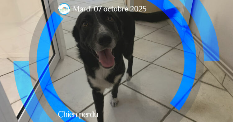 MSL-PASS-2025-10-07-Chien-perdu