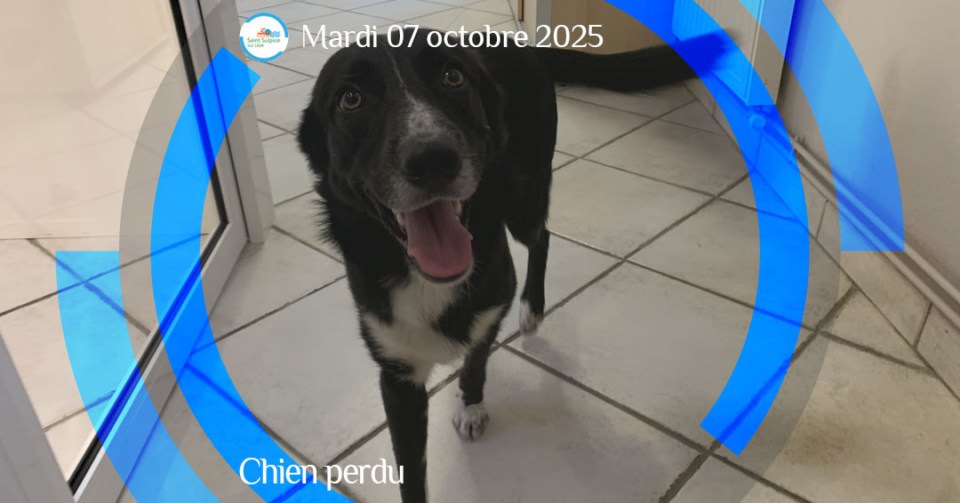 MSL-PASS-2025-10-07-Chien-perdu