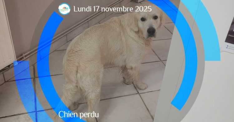 MSL-PASS-2025-11-17-Chien-perdu