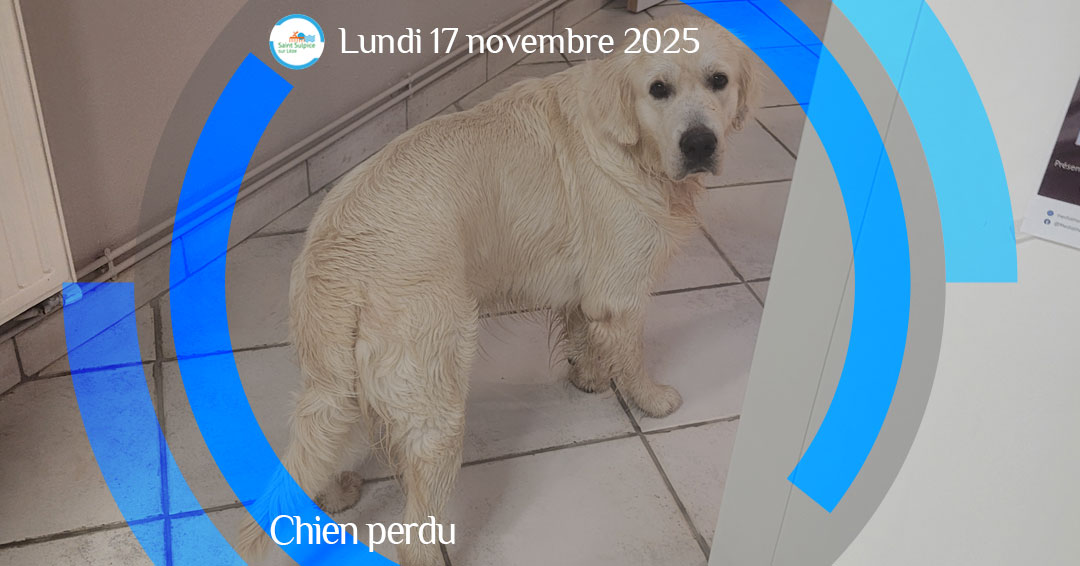 MSL-PASS-2025-11-17-Chien-perdu MSL-PASS-2025-11-17-Chien-perdu
