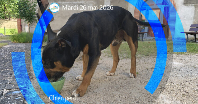MSL-PASS-2026-05-26-Chien-perdu
