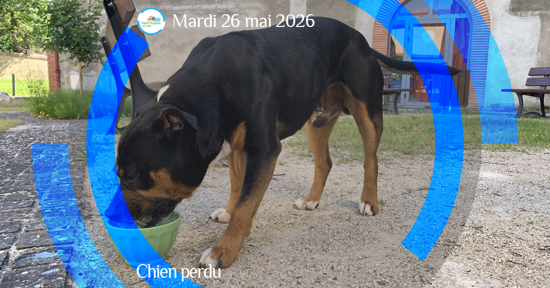 MSL-PASS-2026-05-26-Chien-perdu